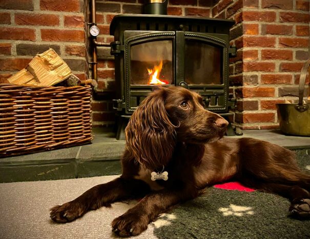 Dog Friendly Holiday Cottage Wales